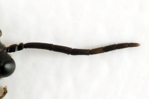 Macrophya sanguinolenta