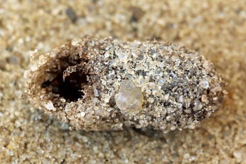 Réf. 278 297 : Hemichroa australis