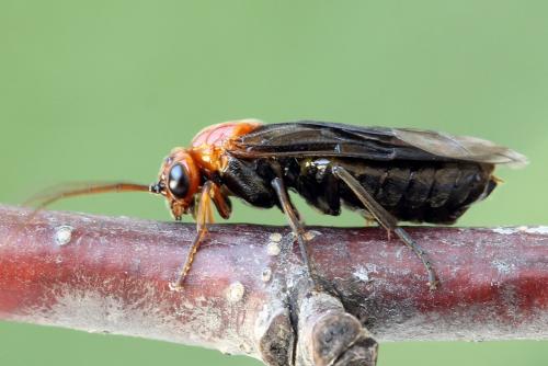 Hemichroa australis