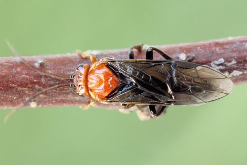 Hemichroa australis