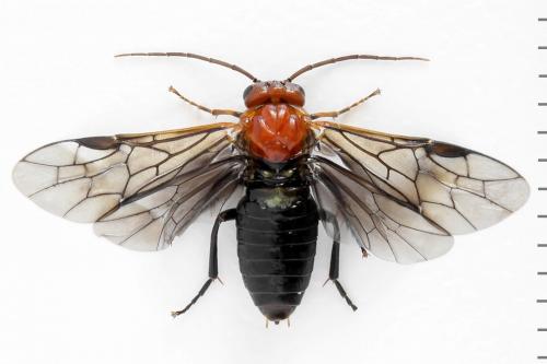 Hemichroa australis