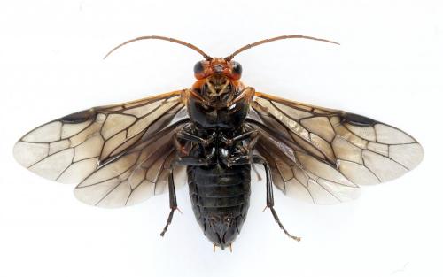 Hemichroa australis