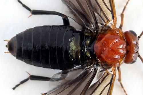Hemichroa australis
