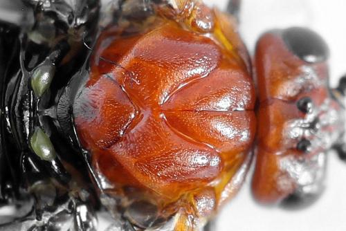 Hemichroa australis
