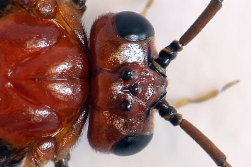 Hemichroa australis