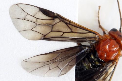 Hemichroa australis