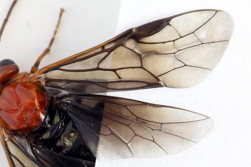 Hemichroa australis