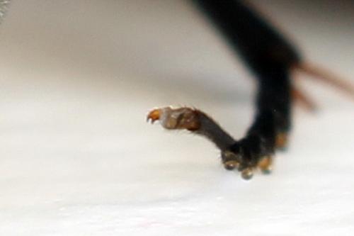 Hemichroa australis