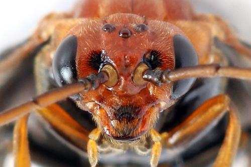 Hemichroa australis