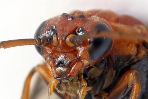 Hemichroa australis