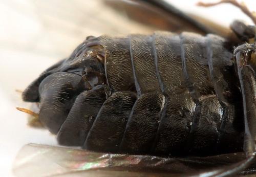 Hemichroa australis