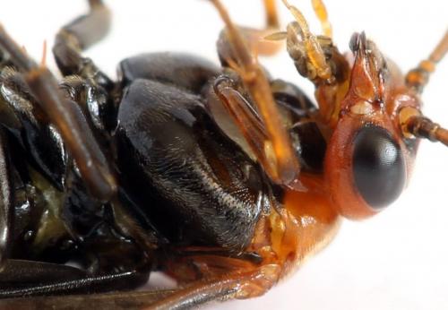 Hemichroa australis