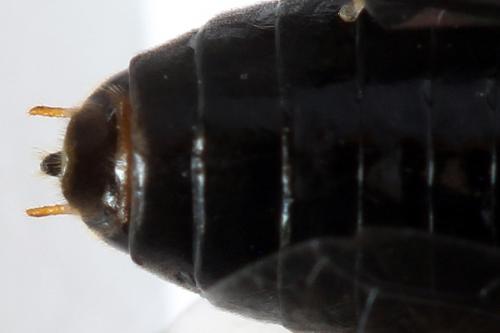 Réf. 278 312 : Hemichroa australis