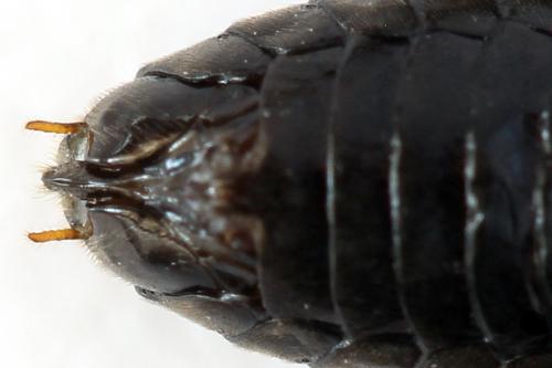 Hemichroa australis