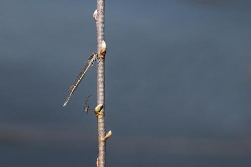 Sympecma fusca
