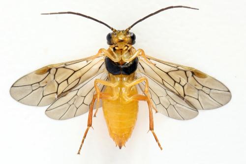 Réf. 278 675 : Euura pavida
