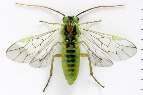 Réf. 278 587 : Euura dispar
