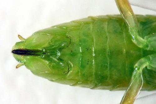 Euura dispar