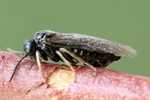 Blennocampa phyllocolpa