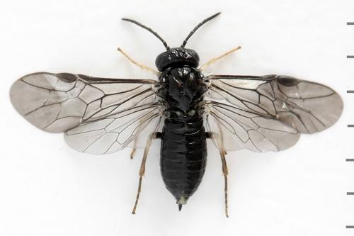 Blennocampa phyllocolpa