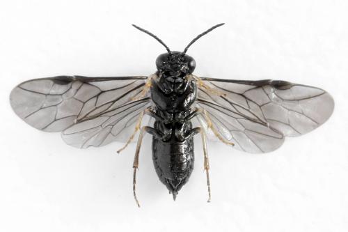 Blennocampa phyllocolpa
