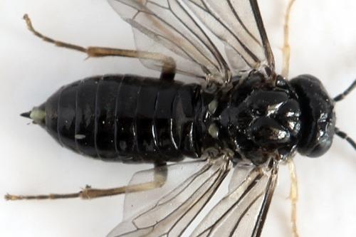 Réf. 278 759 : Blennocampa phyllocolpa