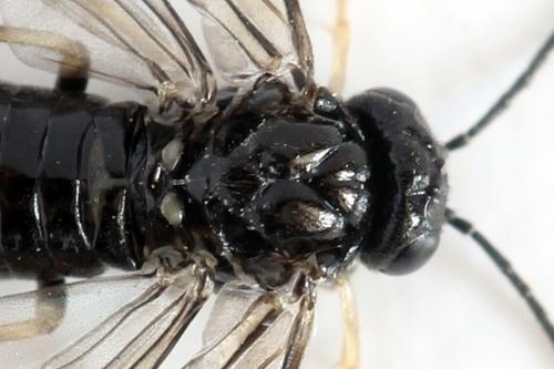 Blennocampa phyllocolpa