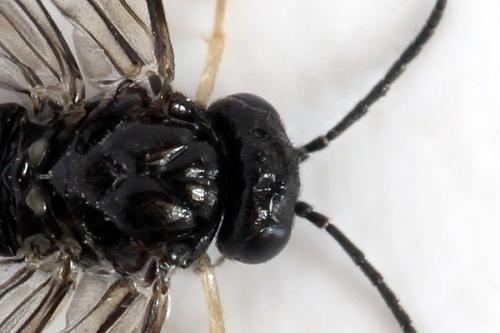 Réf. 278 761 : Blennocampa phyllocolpa