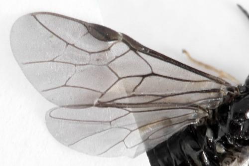 Blennocampa phyllocolpa