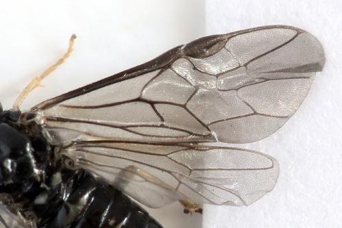 Blennocampa phyllocolpa
