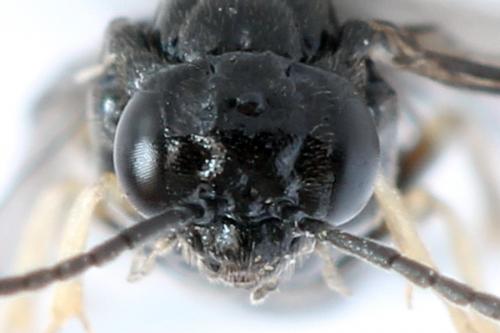 Réf. 278 764 : Blennocampa phyllocolpa