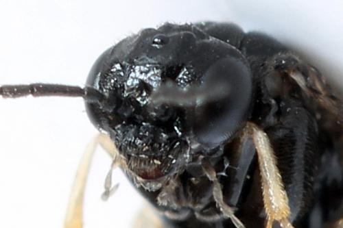 Blennocampa phyllocolpa