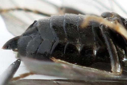 Réf. 278 766 : Blennocampa phyllocolpa