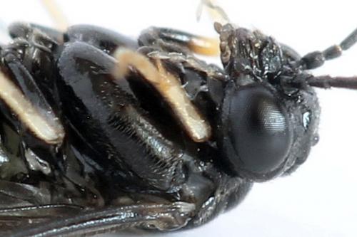 Blennocampa phyllocolpa