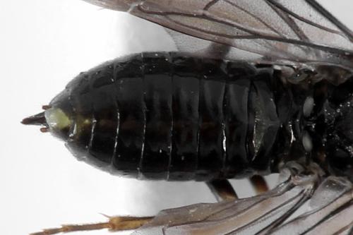 Réf. 278 768 : Blennocampa phyllocolpa
