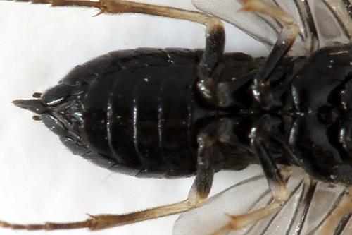 Blennocampa phyllocolpa