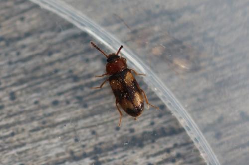 Réf. 278 142 : Mycetophagus fulvicollis