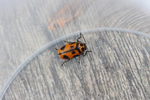 Cryptocephalus sexpunctatus