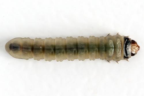 Réf. 278 262 : Metallus pumilus