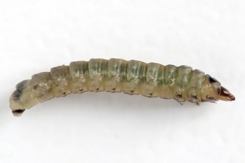 Metallus pumilus