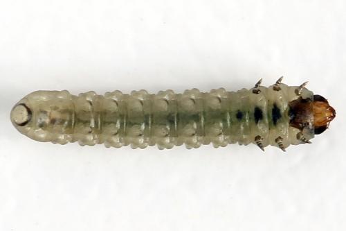 Réf. 278 264 : Metallus pumilus