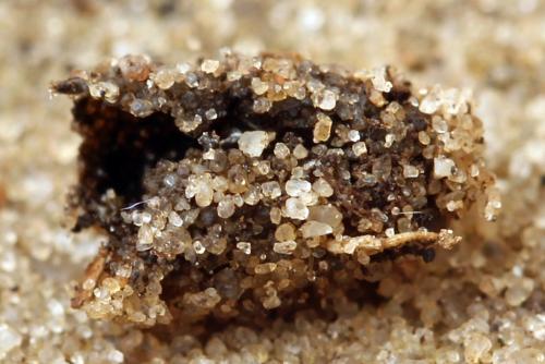 Réf. 278 265 : Metallus pumilus