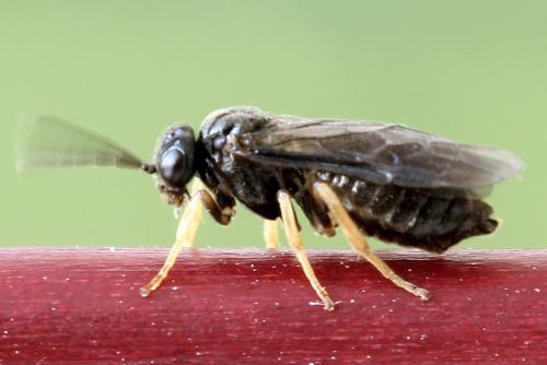 Réf. 278 266 : Metallus pumilus