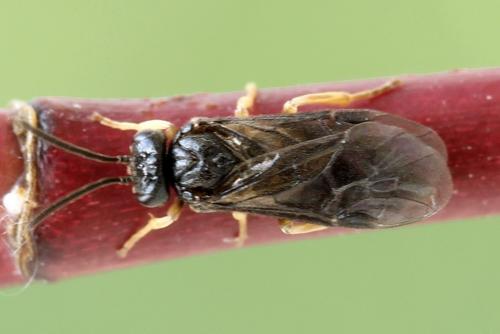 Réf. 278 268 : Metallus pumilus