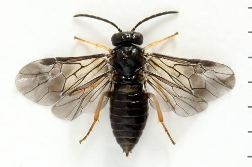 Réf. 278 269 : Metallus pumilus