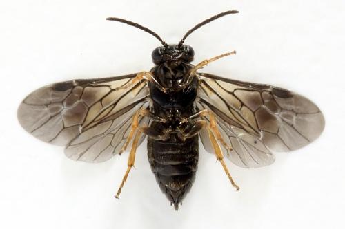 Metallus pumilus