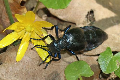 Réf. 278 997 : Meloe violaceus