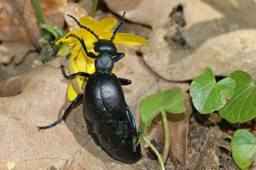Réf. 278 998 : Meloe violaceus