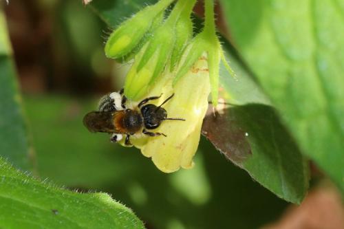 Andrena symphyti