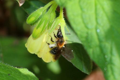 Andrena symphyti